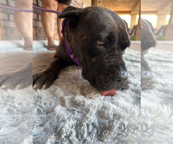 Medium Photo #5 Mutt Puppy For Sale in Goodyear, AZ, USA