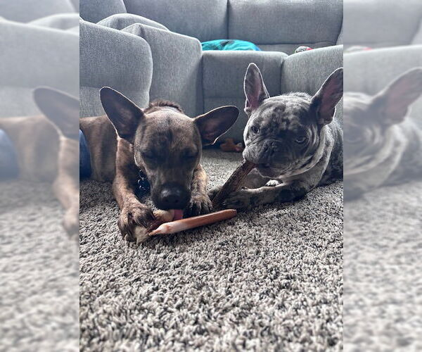 Medium Photo #2 Mutt Puppy For Sale in Plainfield, IL, USA