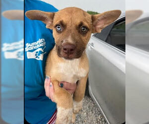 Chi-Corgi Dogs for adoption in Mt. Laurel, NJ, USA