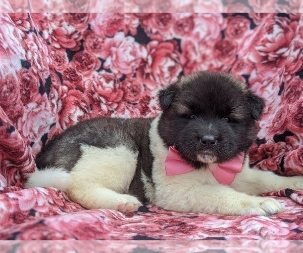 Medium Photo #3 Akita Puppy For Sale in PARADISE, PA, USA