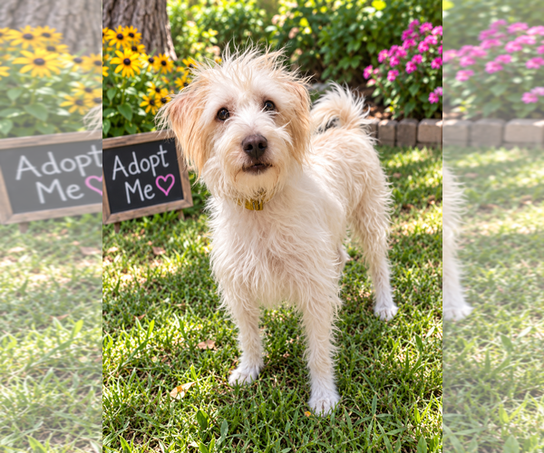 Medium Photo #2 Mutt Puppy For Sale in Littleton, CO, USA