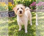Small Photo #2 Mutt Puppy For Sale in Littleton, CO, USA