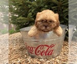 Small #3 Shih Tzu