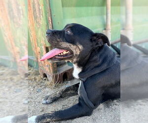 Staffordshire Bull Terrier-Unknown Mix Dogs for adoption in Woodland Hills, CA, USA