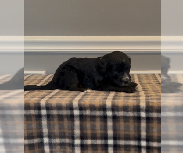 Medium Photo #34 Bernedoodle-Labradoodle Mix Puppy For Sale in MILFORD, NJ, USA
