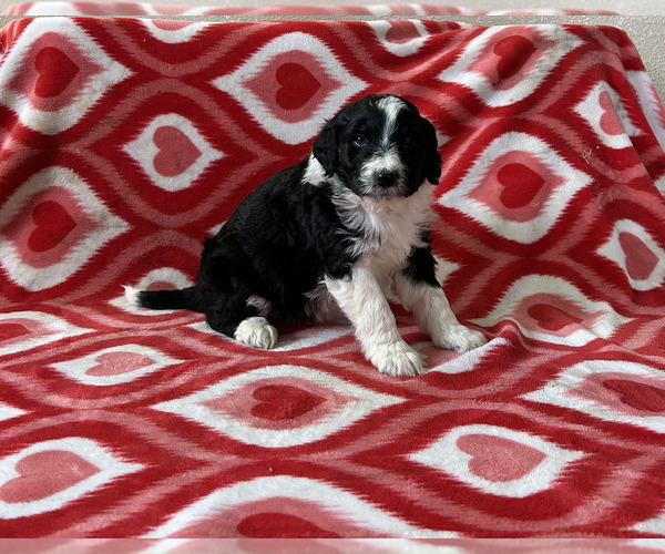 Medium Photo #1 Bordoodle Puppy For Sale in NEW HAVEN, IN, USA