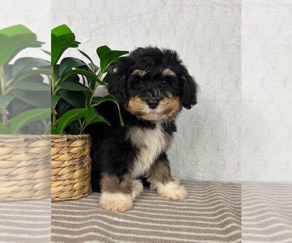 Medium Photo #3 Bernedoodle (Miniature) Puppy For Sale in GREENFIELD, IN, USA