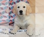 Small Photo #15 Golden Retriever Puppy For Sale in SYRACUSE, IN, USA