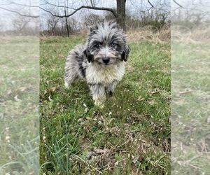 Aussiedoodle Puppy for sale in MYRTLE, MO, USA