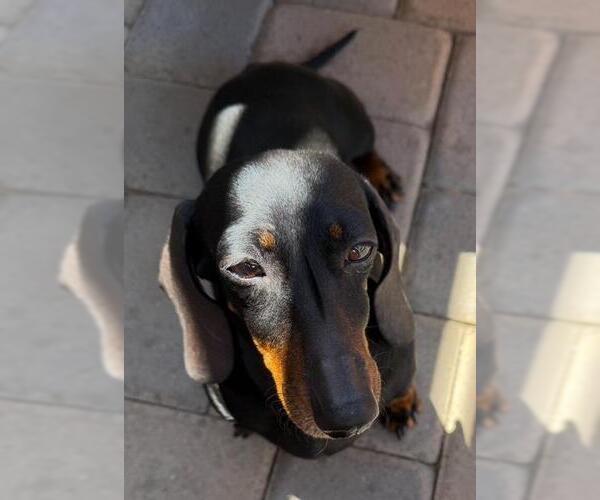 Medium Photo #3 Dachshund Puppy For Sale in Los Angeles, CA, USA