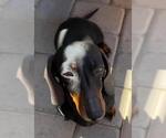 Small #2 Dachshund