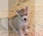 Small Photo #11 Siberian Husky Puppy For Sale in FRESNO, CA, USA