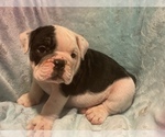 Small Photo #6 English Bulldog Puppy For Sale in HAMDEN, CT, USA