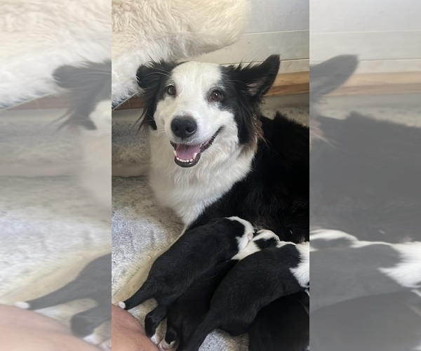 Medium Photo #18 Border-Aussie Puppy For Sale in GLENDORA, CA, USA