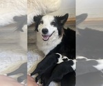 Small #17 Border-Aussie