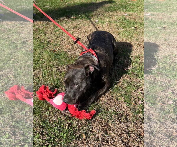 Medium Photo #11 Bulldog-Labrador Retriever Mix Puppy For Sale in Tarrytown, GA, USA