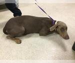 Small Doberman Pinscher