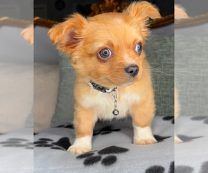Chihuahua Puppy for sale in CHARLOTTE, NC, USA