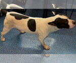 Small #2 Mutt