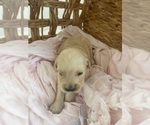Small #24 Golden Retriever