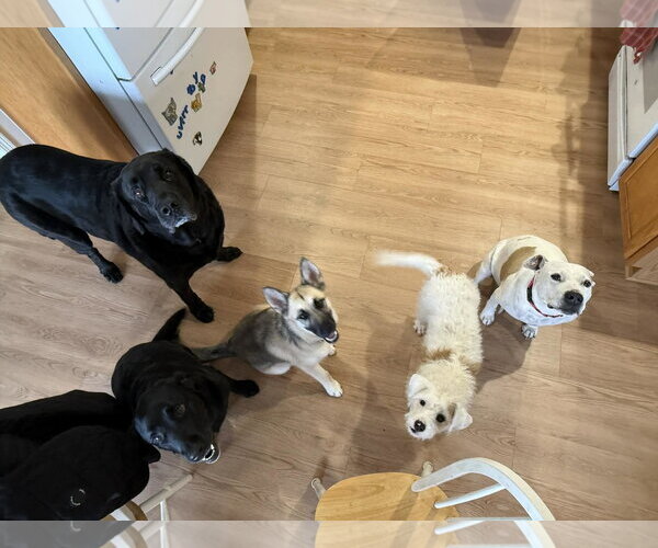 Medium Photo #10 Alaskan Malamute-German Shepherd Dog Mix Puppy For Sale in Clinton , MI, USA