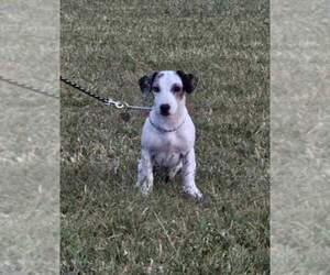 Mother of the Jack Russell Terrier puppies born on 11/04/2025