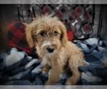 Small Photo #3 Cavapoo Puppy For Sale in LUBLIN, WI, USA