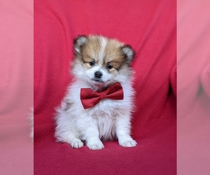 Pomeranian Puppy for sale in CHRISTIANA, PA, USA