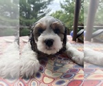 Puppy Willy Cavachon