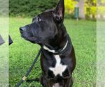 Small #3 American Staffordshire Terrier Mix