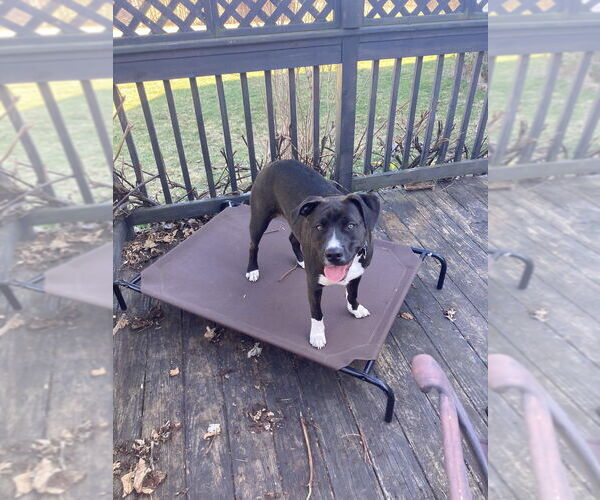 Medium Photo #1 Labrador Retriever-Unknown Mix Puppy For Sale in Brewster, NY, USA