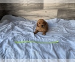 Small Photo #1 Golden Retriever Puppy For Sale in RITTMAN, OH, USA