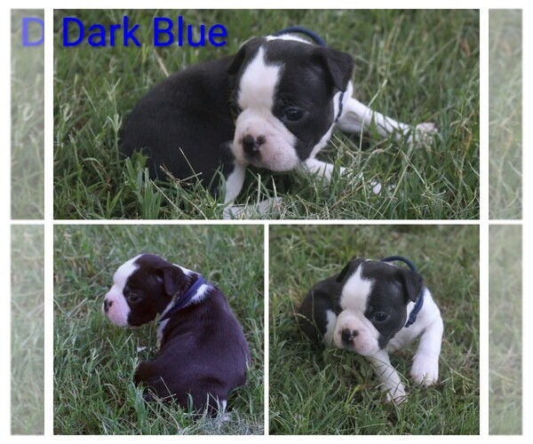 Medium Photo #10 Boston Terrier Puppy For Sale in TARBORO, NC, USA
