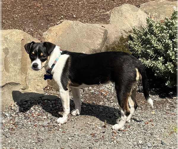 Medium Photo #7 Mutt Puppy For Sale in Bellevue, WA, USA