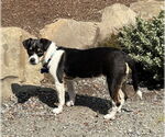Small #6 Mutt