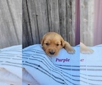 Small Photo #16 Golden Retriever Puppy For Sale in GRIDLEY, KS, USA