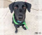 Small Labrador Retriever Mix