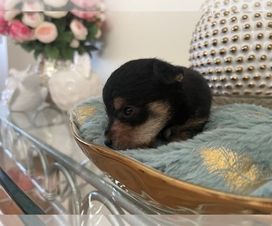YorkiePoo Puppy for Sale in ORLANDO, Florida USA