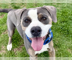 Mutt Dogs for adoption in Pueblo, CO, USA