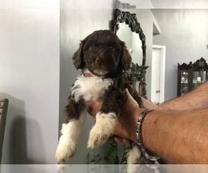 Portuguese Water Dog Puppy for Sale in ORLANDO, Florida USA