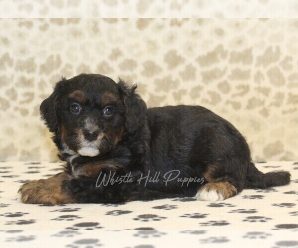 Medium Photo #2 Miniature Bernedoodle Puppy For Sale in DENVER, PA, USA