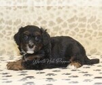 Small #1 Miniature Bernedoodle