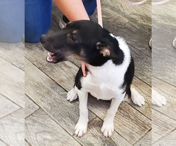 Medium Photo #5 Border Collie-Unknown Mix Puppy For Sale in Mountain View, MO, USA