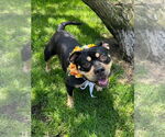 Small #13 American Staffordshire Terrier-Rottweiler Mix