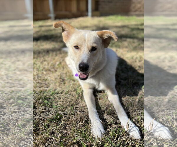 Medium Photo #3 Collie-Labrador Retriever Mix Puppy For Sale in Fort Worth, TX, USA