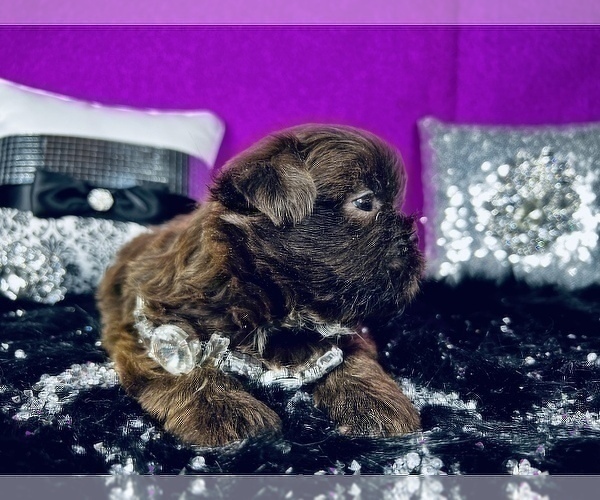 Medium Photo #12 Shih Tzu Puppy For Sale in HAYWARD, CA, USA