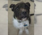 Small #2 American Staffordshire Terrier Mix