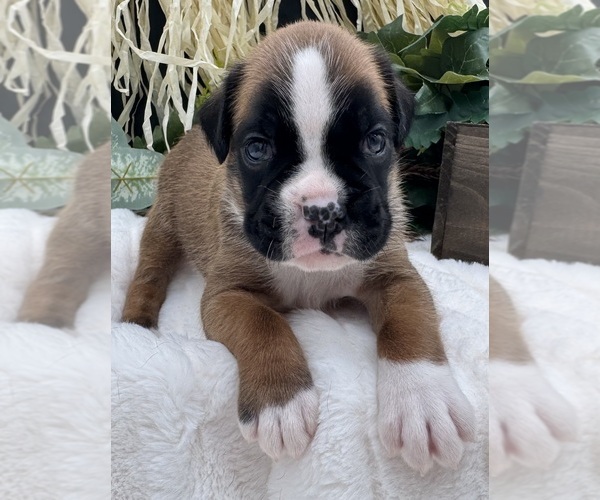 Medium Photo #1 Boxer Puppy For Sale in PAWNEE CITY, NE, USA