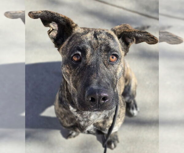 Medium Photo #9 Holland Shepherd-Plott Hound Mix Puppy For Sale in Lakewood, CO, USA