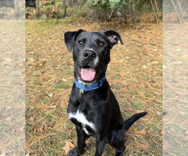 Medium Photo #13 Labrador Retriever-Unknown Mix Puppy For Sale in Boston, MA, USA